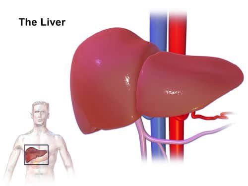 liver-care