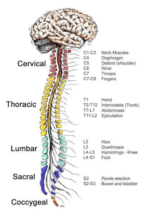 Spinal-Cord