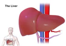liver