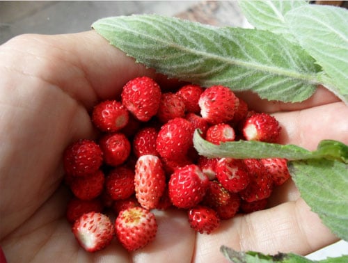 Raspberry benefits