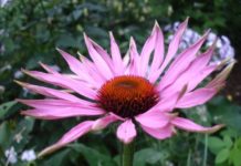 Echinacea